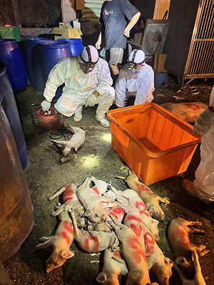 台中養豬場驚傳非洲豬瘟!農業部啟動高強度防疫作為 陳吉仲說話了