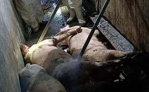 非洲豬瘟來襲免驚!食藥署「嚴防病死豬流入市面」:違者最高罰2億