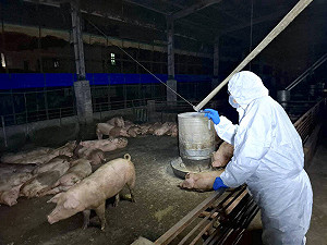 爆非洲豬瘟!側翼轟刪凍預算 民眾黨嗆:蘇貞昌預算4.5億「高下立判」