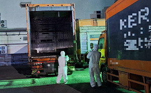大榮貨運規避調查問題豬肉去向  高市衛生局可依法裁罰最高300萬
