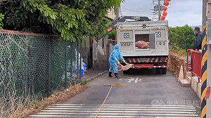 台中豬場染非洲豬瘟 豬農:王姓獸醫佐未診斷開藥