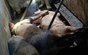非洲豬瘟爆無照獸醫佐僅「電話問診」!農業部出手:最高罰50萬