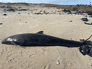 稀有「偽虎鯨」擱淺澎湖海灘！專家趕赴解剖：極具研究價值