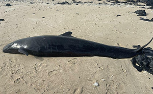 稀有「偽虎鯨」擱淺澎湖海灘!專家趕赴解剖:極具研究價值