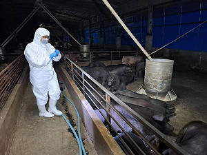 非洲豬瘟案持續延燒！紀姓獸醫發長文感嘆：特約獸醫師流於應付法規