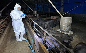 非洲豬瘟案持續延燒!紀姓獸醫發長文感嘆:特約獸醫師流於應付法規