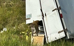 (影) 屋漏偏逢連夜雨! 美「科研猴子卡車」翻覆 還有一隻找不到 「這地」又爆麻疹