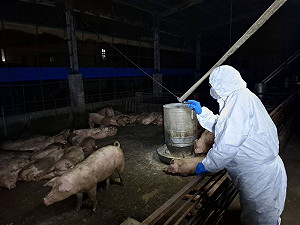 養豬協會建議阿兵哥幫忙消化30萬禁宰豬!網轟:阿兵哥不是廚餘桶