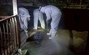 台中動保處擅自清消非洲豬瘟案場恐影響採檢！中市府：將嚴格處分