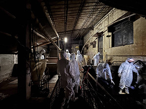 化學兵進場前又發現3處陽性反應!台中市府2次清消無用功