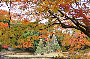 賞楓秘境！日本東京人文秋日三大必去景點