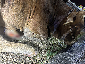 埔里翁貨車拖拉牛隻流血涉虐路人不忍　最重罰7.5萬