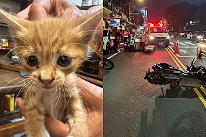 為救流浪貓！7旬老婦違規過馬路遭2機車撞死 兒女目睹崩潰