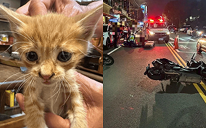 為救流浪貓！7旬老婦違規過馬路遭2機車撞死 兒女目睹崩潰