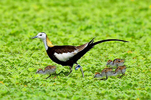 美濃湖溼地工程連獲兩大獎　高市觀光局攜手鳥會打造生態旅遊天堂