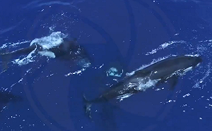 (影) 墨西哥虎鯨圍攻大白鯊！翻身掏肝吞食 加利福尼亞灣首見