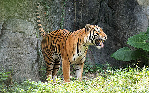 台北市立動物園馬來虎「Arhaa」亮相！熱帶雨林區邀你相見