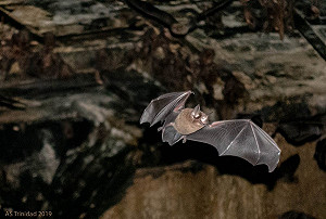 打臉COVID-19起源陰謀論  巴西蝙蝠體內驚現「雙胞胎」病毒