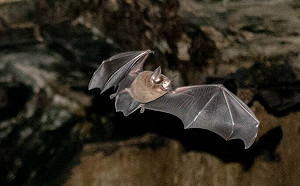 打臉COVID-19起源陰謀論  巴西蝙蝠體內驚現「雙胞胎」病毒