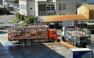 豬市重啟！20處市場7處已開始交易 農業部High喊：準備吃豬