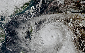 鳳凰成長速度驚人！專家曝：超大體積已是「好幾個台灣大」