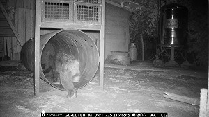 (影)花蓮也有熊出沒！黑熊「體態消瘦」二度闖工寮覓食遭捕獲