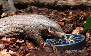 布拉格動物園悼台灣穿山甲離世 稱其占歷史特殊地位
