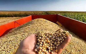 習近平虛晃川普？中美貿易休戰不到兩周  中國疑暫停採購美國黃豆