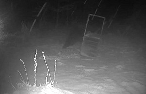 北海道400公斤棕熊太狡詐！300公斤陷阱箱竟被輕鬆破解　日本民眾好吃驚