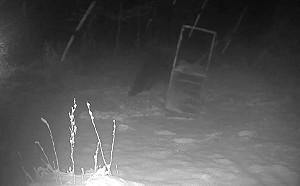 北海道400公斤棕熊太狡詐！300公斤陷阱箱竟被輕鬆破解　日本民眾好吃驚