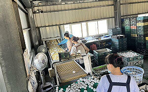 管制期間仍出貨4萬顆「毒蛋」！彰檢二度約詢追查漏洞