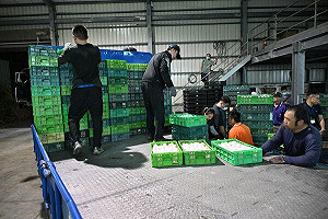 芬普尼毒蛋管制仍狂買4萬顆！蛋行老闆涉犯2罪 20萬元交保