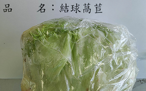 又驗出「芬普尼」超標！馬來西亞進口結球萵苣遭銷毀