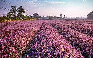 桃園最美花季登場！紫色「仙草嘉年華」11/20開跑
