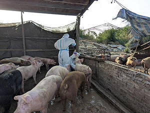 台南白河業者違規「廚餘餵豬」！市府怒轟挑戰公權力 重罰120萬