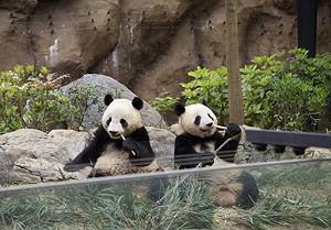 俄羅斯幫腔北京嗆高市早苗! 繼禁水產、牛肉後 中再嗆 : 日本將無大熊貓