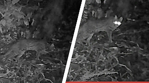 阿里山消失31年「神秘客」現蹤！ 石虎深夜回眸超萌樣曝光 創嘉南最高海拔紀錄