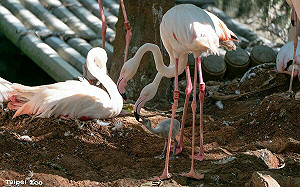 一口氣迎6隻新生兒！台北市立動物園「大紅鶴」一字排開迎賓