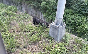 台64觀音山隧道遭2隻黑豬闖入！一度封閉致回堵 警將追查開罰