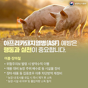 韓國再現非洲豬瘟確診　調升至「最高級別」警戒、全韓禁運48小時