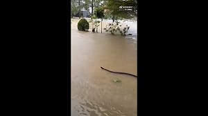 (影)驚！泰國連日暴雨釀災  竟見巨蛇水中游動