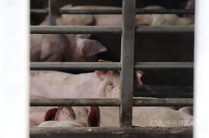 農業部規劃方案之一　2027年起全面禁廚餘養豬