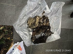 虐貓慣犯！女子丟垃圾被抓包「袋裝12具貓屍」累計14隻死亡　