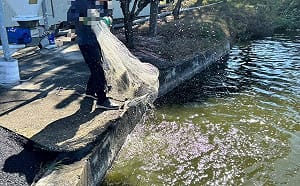 「錯驗鯛魚片」害慘雲林養殖戶！合作社慘賠1200萬  漁民失眠嘆無奈