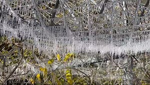 武陵農場清晨低溫0.2度 「冰晶簾」美景再現