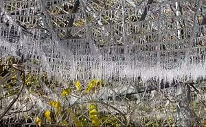 武陵農場清晨低溫0.2度 「冰晶簾」美景再現