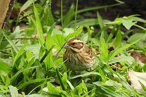 黃眉鵐罕見現身台中！科博館：理性賞鳥「勿干擾」餵食