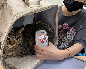 飼主注意！元旦起「寵物貓」未植入晶片最高罰1.5萬