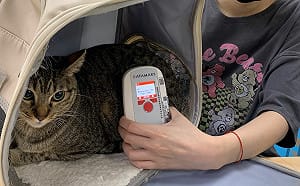 飼主注意！元旦起「寵物貓」未植入晶片最高罰1.5萬