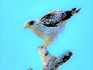 平平是鷹  這隻就比較特別